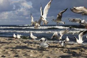 jogando gaivotas em uma Primavera de praia às a báltico mar foto