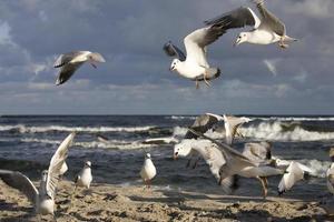 jogando gaivotas em uma Primavera de praia às a báltico mar foto