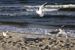 jogando gaivotas em uma Primavera de praia às a báltico mar foto