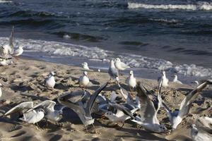 jogando gaivotas em uma Primavera de praia às a báltico mar foto