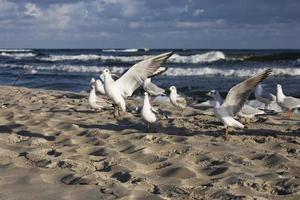 jogando gaivotas em uma Primavera de praia às a báltico mar foto