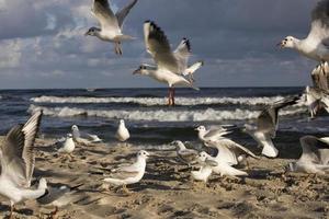 jogando gaivotas em uma Primavera de praia às a báltico mar foto