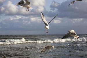 jogando gaivotas em uma Primavera de praia às a báltico mar foto