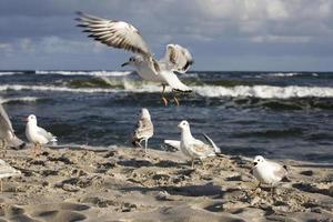 jogando gaivotas em uma Primavera de praia às a báltico mar foto