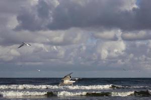 jogando gaivotas em uma Primavera de praia às a báltico mar foto