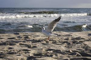 jogando gaivotas em uma Primavera de praia às a báltico mar foto