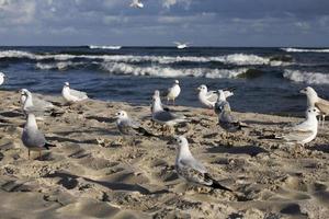 jogando gaivotas em uma Primavera de praia às a báltico mar foto