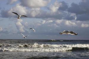 jogando gaivotas em uma Primavera de praia às a báltico mar foto