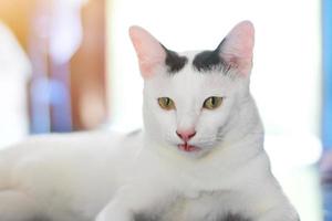 branco gato apreciar e relaxar em terraço foto