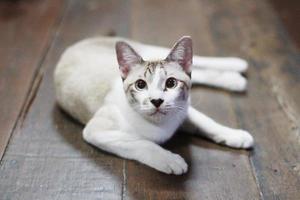 cinzento listrado gato apreciar e relaxar em de madeira chão foto