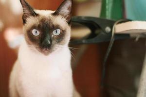 siamês gato apreciar e relaxar em terraço com natural luz solar foto