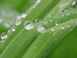 fechar acima do chuva gotas em verde lâminas foto