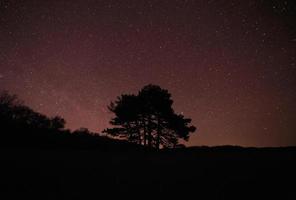 silhueta do árvore contra estrelado noite céu foto