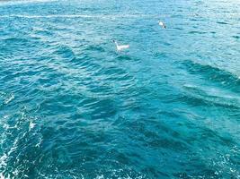 gaivotas mosca sobre a azul mar. mar e gaivotas. luz do dia. ideal para viagem cartões postais, quebra-cabeças e letras foto