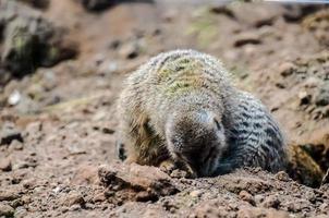 uma meerkat procurando dentro a terra foto