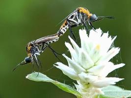 insetos acasalamento em Relva flor foto