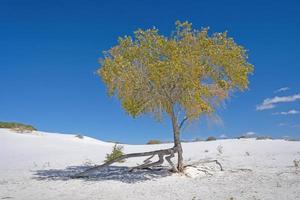 sobrevivente árvore dentro a branco areias foto