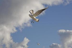 jogando gaivotas em uma Primavera de praia às a báltico mar foto