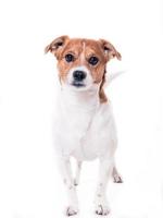 Jack Russell terrier foto