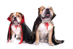 Inglês bulldogs Como Vampiros foto