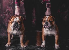 dois Inglês bulldogs foto