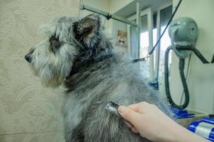 aparar arrancar morto cabelos a partir de a casaco do a cachorro. cachorro Cuidado foto