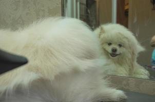 uma peludo cachorro é seco com uma cabelo secador dentro frente do uma espelho. foto