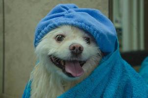 cachorro depois de lavando dentro uma toalha e dentro uma cabelo boné. foto