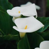 linda flor de lírio calla no jardim na primavera foto