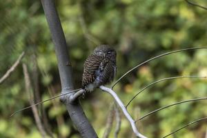 ásia barrado coruja ou glaucídio cuculoides observado dentro rongtong dentro oeste Bengala foto