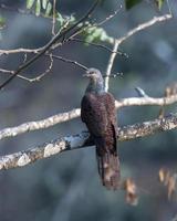 barrado pomba-cuco ou macropigia desconcertar visto dentro rongtong dentro oeste bengala, Índia foto