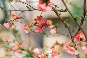 uma árvore com Rosa flores dentro a jardim foto