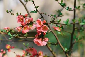 uma árvore com Rosa flores dentro a jardim foto