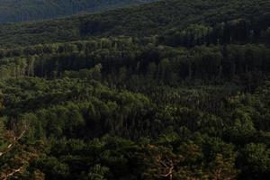 aéreo Visão do floresta. panorama do a montanha floresta foto