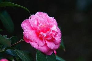 linda planta de flor rosa no jardim na primavera foto