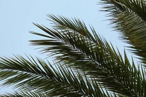 palmeira e céu azul foto