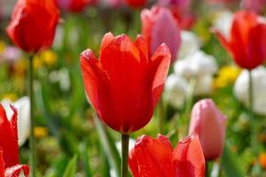 tulipas vermelhas românticas no jardim na primavera foto
