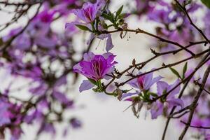 bauhinia Variegata florescendo branco e Rosa árvore dentro a ruas do a cidade do alicante dentro Primavera foto