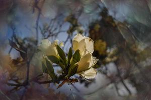 bauhinia Variegata florescendo branco e Rosa árvore dentro a ruas do a cidade do alicante dentro Primavera foto