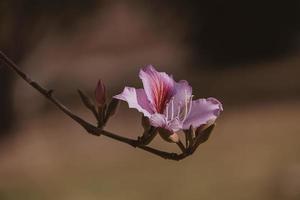 bauhinia Variegata florescendo branco e Rosa árvore dentro a ruas do a cidade do alicante dentro Primavera foto