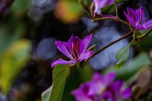 bauhinia Variegata florescendo branco e Rosa árvore dentro a ruas do a cidade do alicante dentro Primavera foto