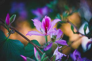 bauhinia Variegata florescendo branco e Rosa árvore dentro a ruas do a cidade do alicante dentro Primavera foto