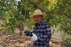 agricultores levar cachos do castanha de caju a partir de a árvores para inspecionar a qualidade do a produzir. com uma polegares acima para isto anos saída. suave e seletivo foco. foto