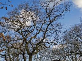 ramos nus de inverno com fundo de céu azul foto