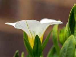 close-up de uma flor de calibrachoa branca