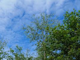 árvores verdes e um céu azul com nuvens brancas