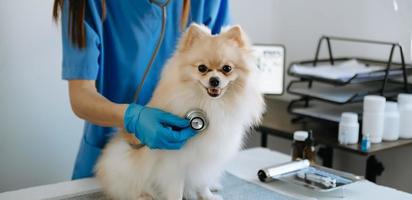 médico veterinário e cachorrinho da pomerânia na ambulância veterinária foto