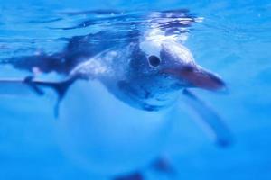 embaixo da agua pinguim dentro borrão azul fundo foto