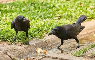 dois corvos olhando para Comida dentro a jardim em Relva fundo foto