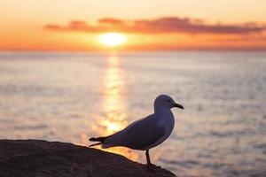 gaivota às costa foto